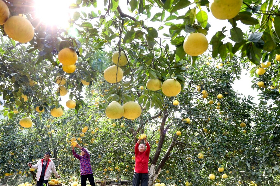 4,重庆梁平区(梁平柚)