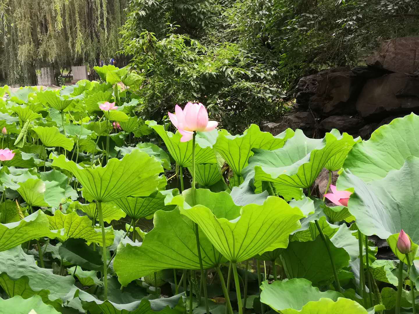 大学英语四六级考试听力技巧：“蜻蜓点水”三法则