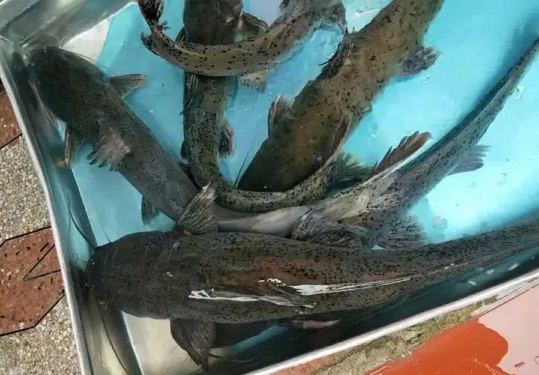 芝麻劍魚,