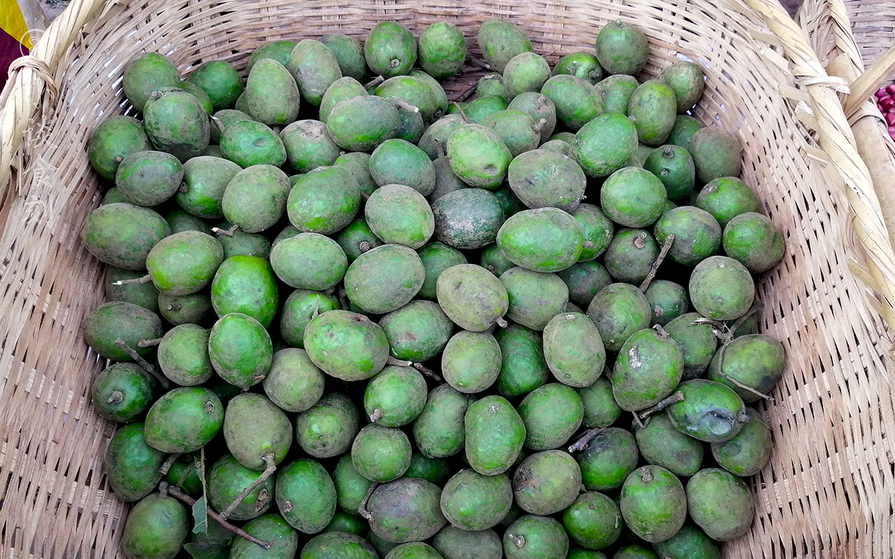 诃子图片(云南此果子) - 赤虎壹号