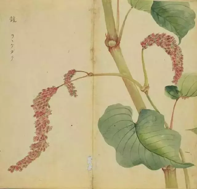 《诗经》太熟悉了吧,但《诗经》里的这些字,你认识吗?