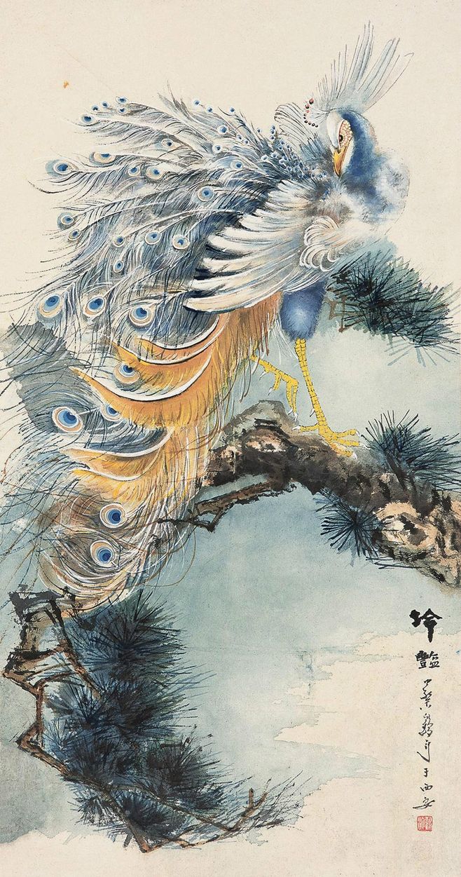 孔雀东南飞！高贵、冷艳的白孔雀