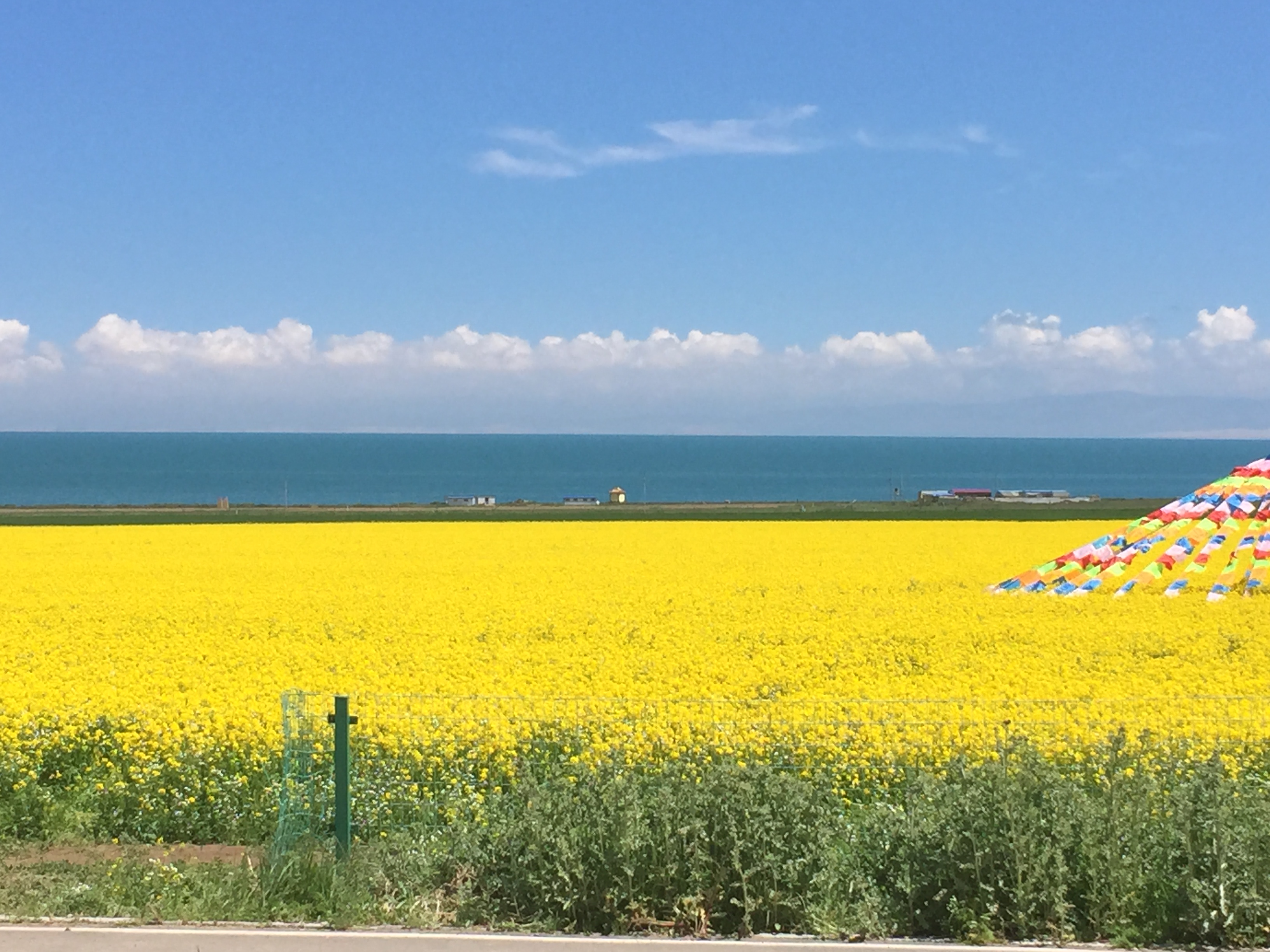 关于油菜花海的美文(青海湖油菜花美文) _晶羽文学网