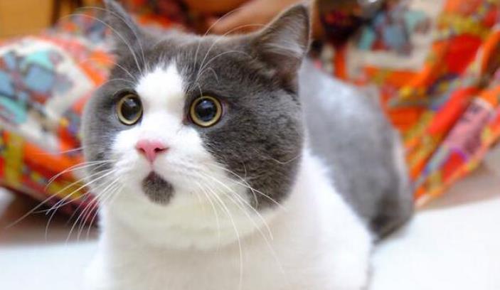 为何英短猫比美短猫受欢迎？除了胖，这几个原因太现实了