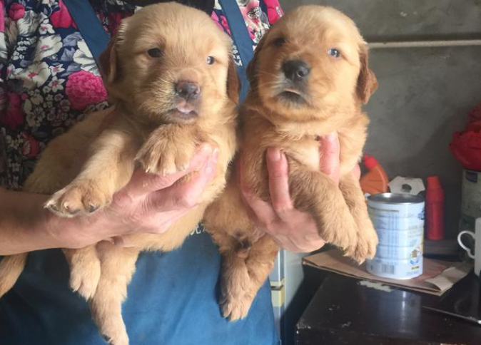 金毛犬要多少錢,金毛犬要多少錢一只