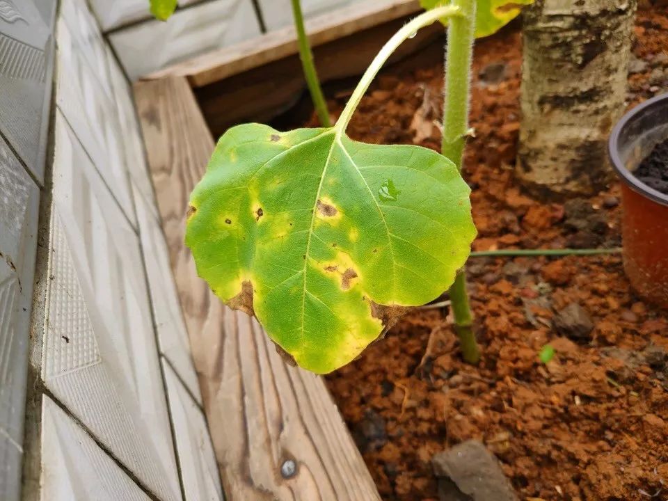 菜叶发黄是什么原因怎么防治（植物叶子发黄的七个原因）