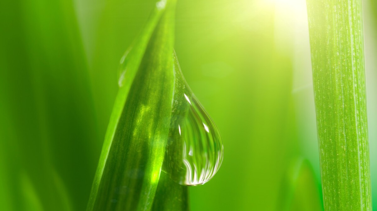 诗词中的那一抹新绿,清新明亮,唯美了时光温柔了岁月