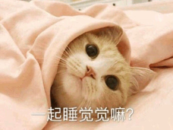 猫咪说晚安表情包