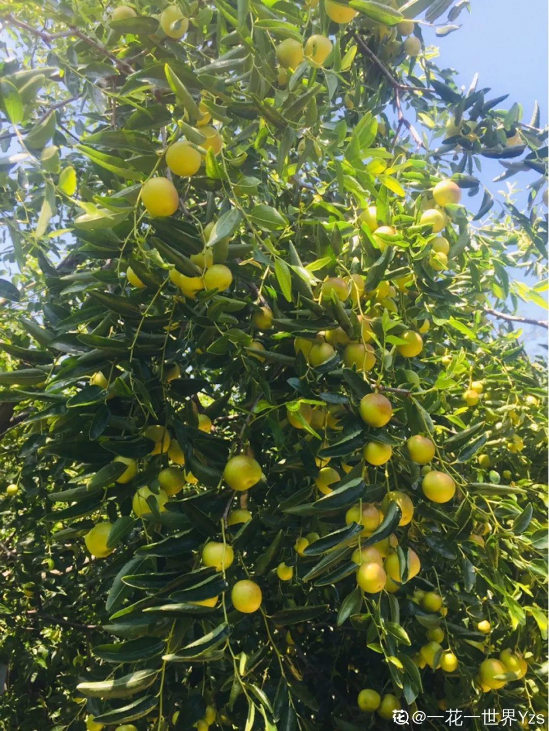 庭院适合种植什么树（适合在院子里养的9种树）