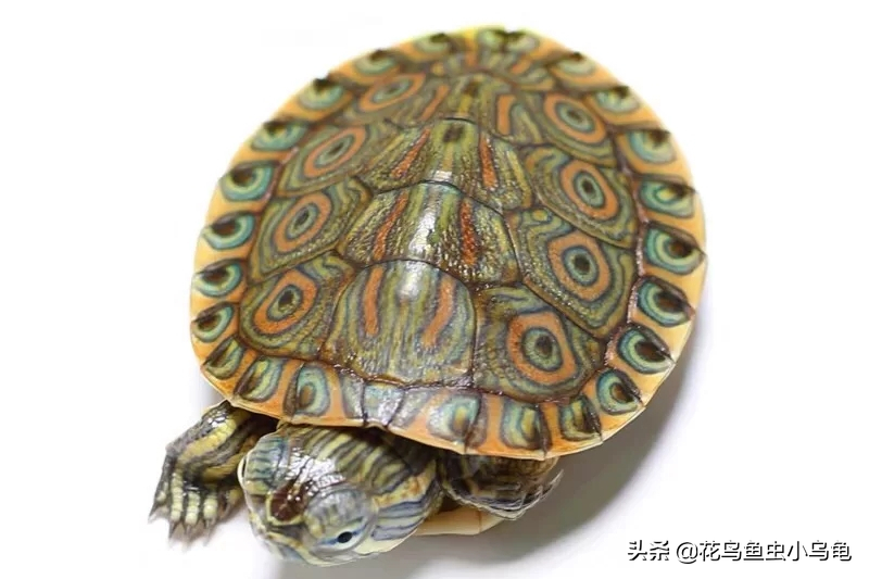 按照陆龟,水龟,半水龟等分类去介绍,如果要了解各分类下的各种宠物龟