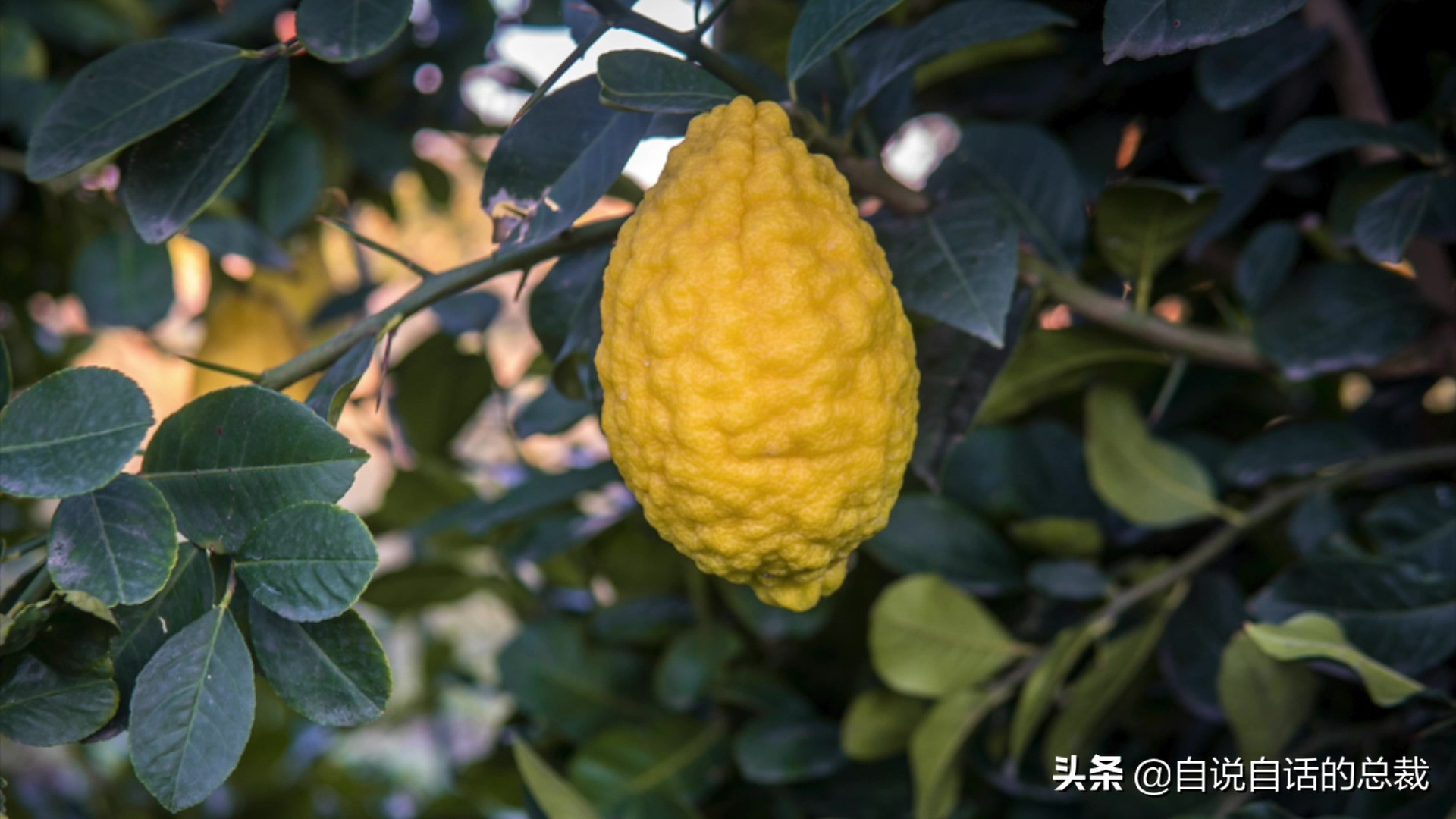 全世界的柠檬都读Lemon？这背后有一个刻在8号染色体上的上古故事