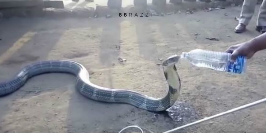 什么蛇最厉害（全世界最厉害的3种毒蛇详细介绍）