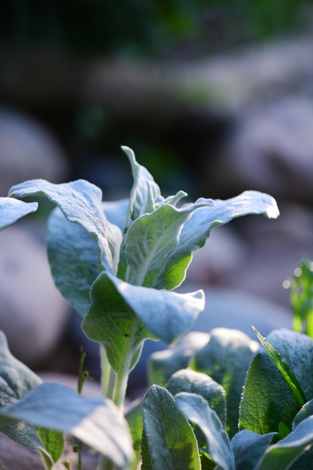 可以给夏季花园视觉降温的13种银叶植物