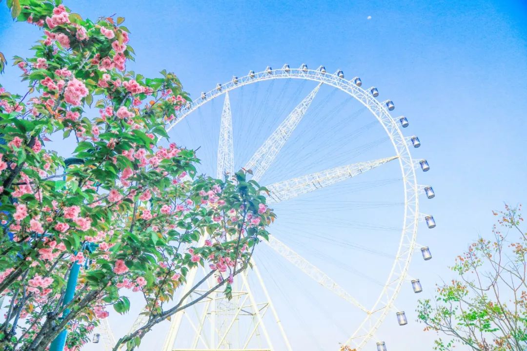 清明节去哪玩？重庆这些地方值得去踏青