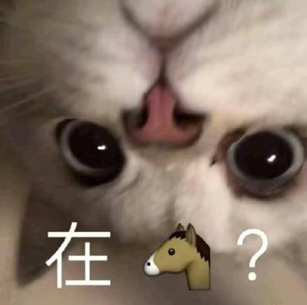 可爱猫咪的表情包我的悲伤大概有这么大