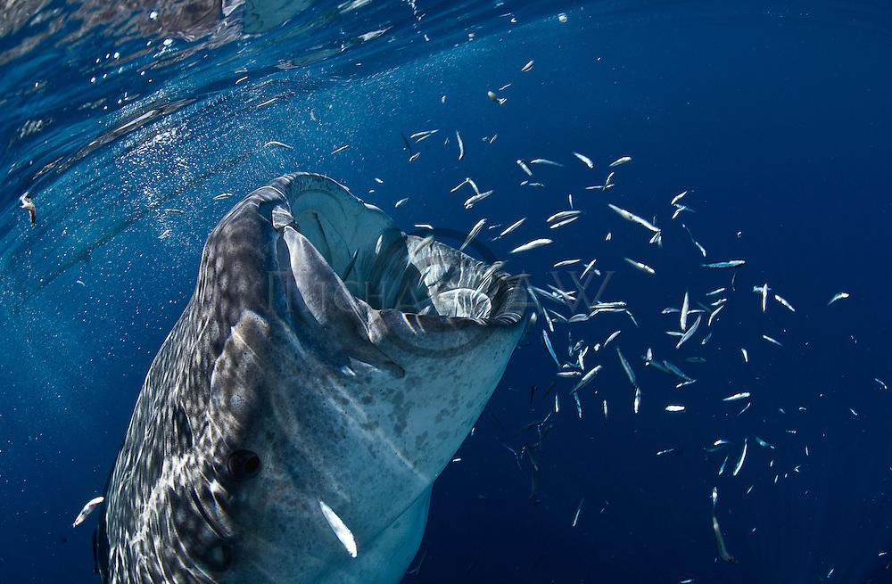 67鲸鲨是目前已知的三种滤食鲨鱼之一,另外两种分别为巨口鲨和姥鲨.