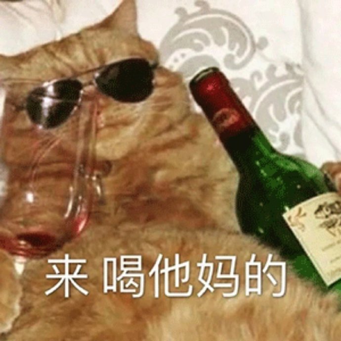 猫猫表情包合集｜你是猪头吗？