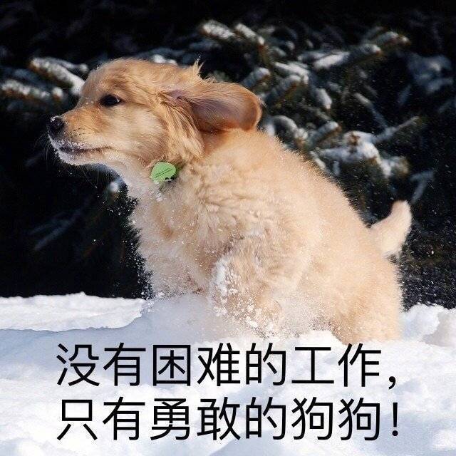 阿拉斯加犬多少钱一只？一般在2000-5000元左右-第1张图片