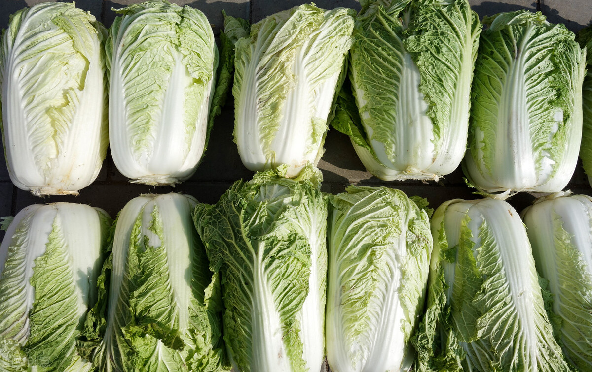 别买错了，原来白菜也分“绿叶白菜”和“黄叶白菜”，两者区别大