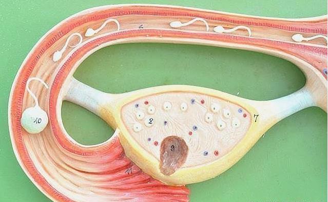 一个月内最佳受孕时间 哪些方法可以准确找出排卵日