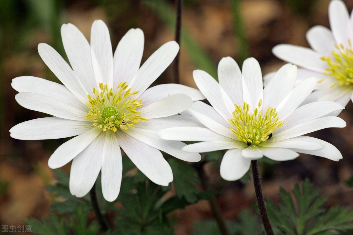 时光未央，静候流年，提笔万水千山，落纸红尘万卷