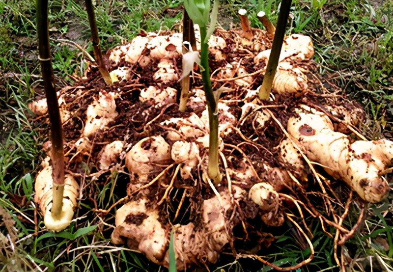 黃精種植技術,黃精種植技術與種植方法管理