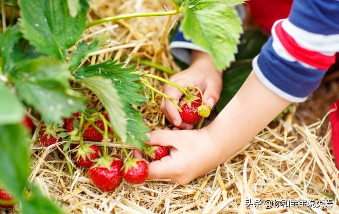 采摘亲子英文+科普—草莓蓝莓、萝卜白菜，谁长地上，谁长藤上？