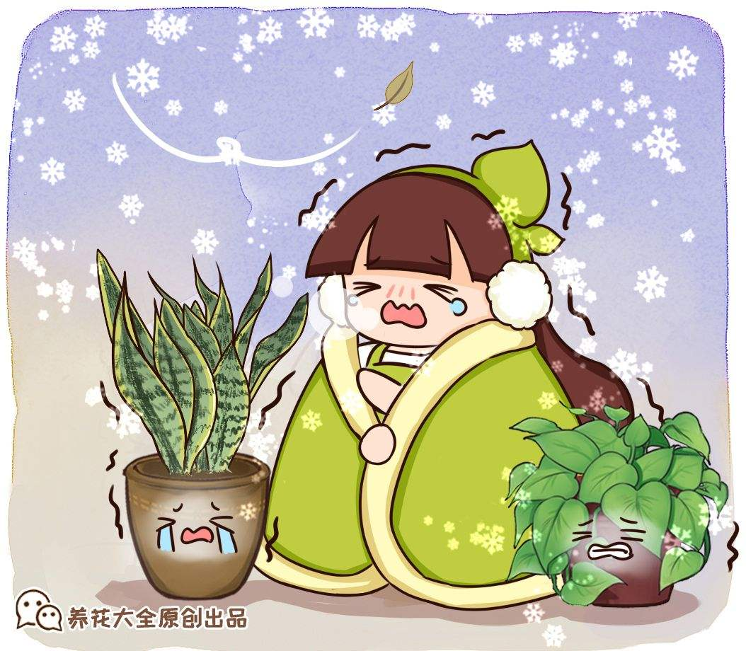 養(yǎng)花總是養(yǎng)不活，6個原因不能忽略，趕緊補救植物才越長越好