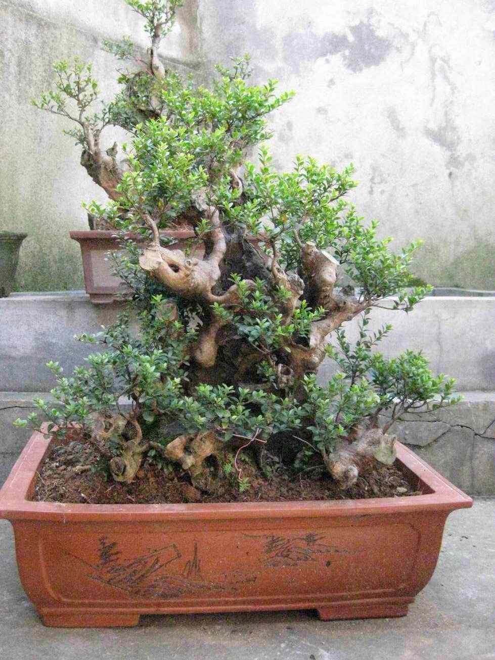 赤楠盆景"养成记"!摘心,抹芽,修枝不能少,更具价值全靠你!