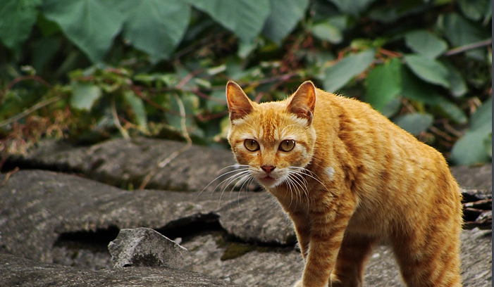 盘点中国5大“土猫”，你都认识吗？