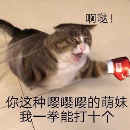 猫咪表情包：对不起，我是保安