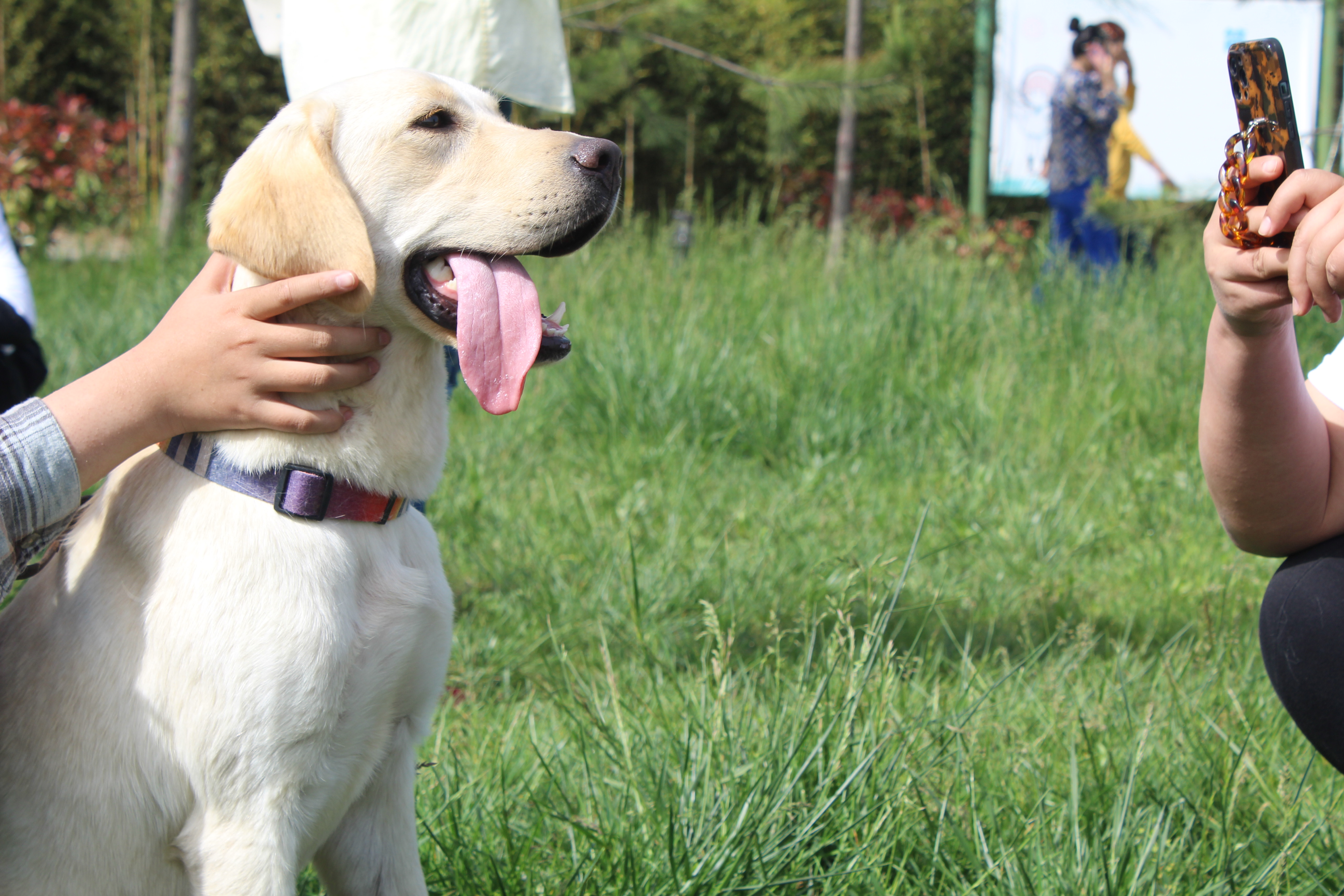 什么是2000万人关注的导盲犬基地？在这里，狗和志愿者才是主角