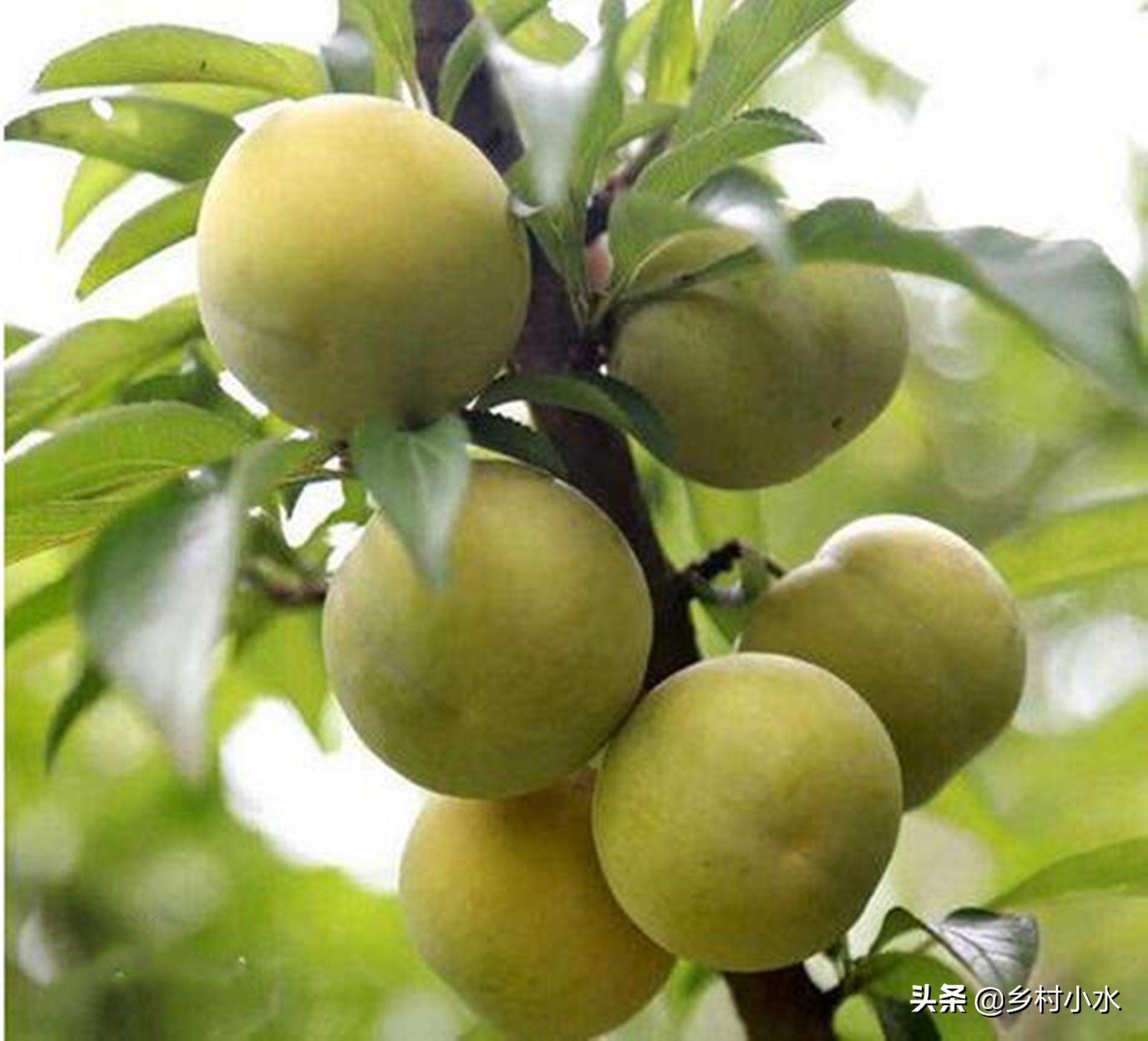 1斤能卖50元被誉为天价水果的蜂糖李很多果农开荒种植