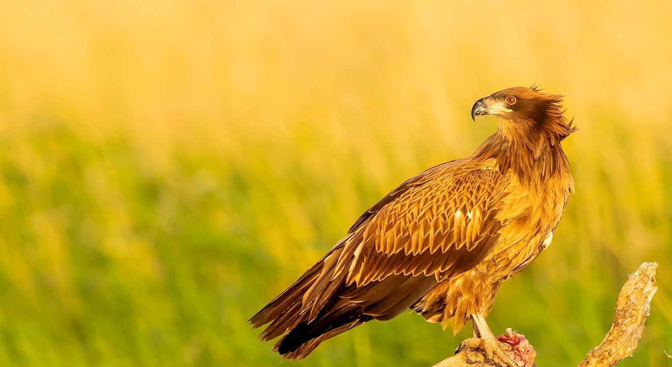 世界上最凶猛的10种鸟，金雕到底有多厉害？猎杀野狼轻而易举？