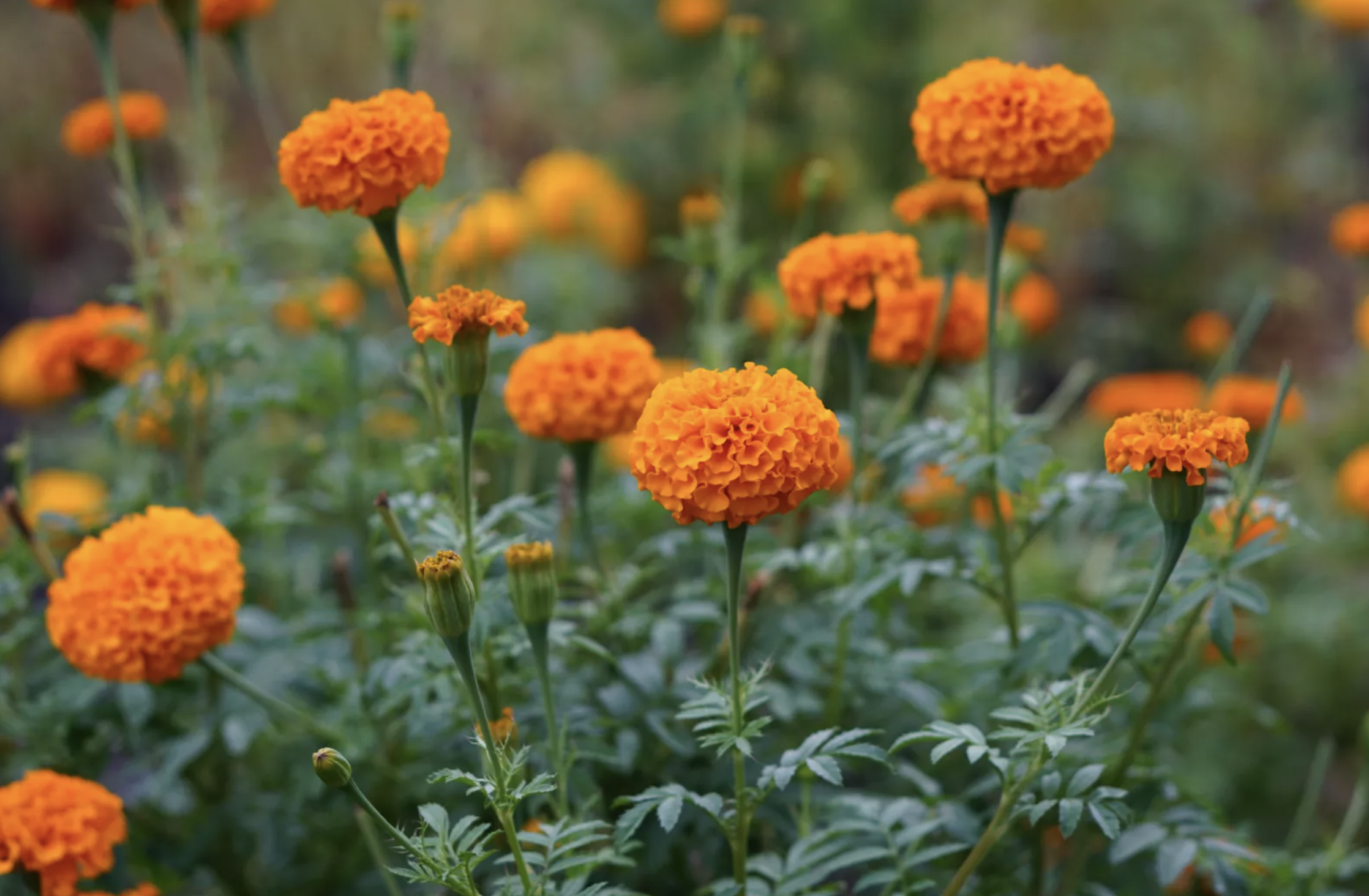 20种充满活力的橙黄色花卉,来为你的生活注入快乐吧