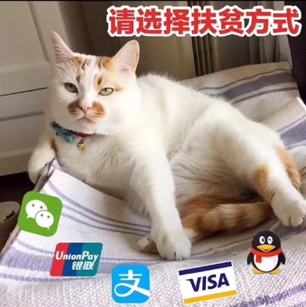 斗图表情包我的小猪猪醒了吗