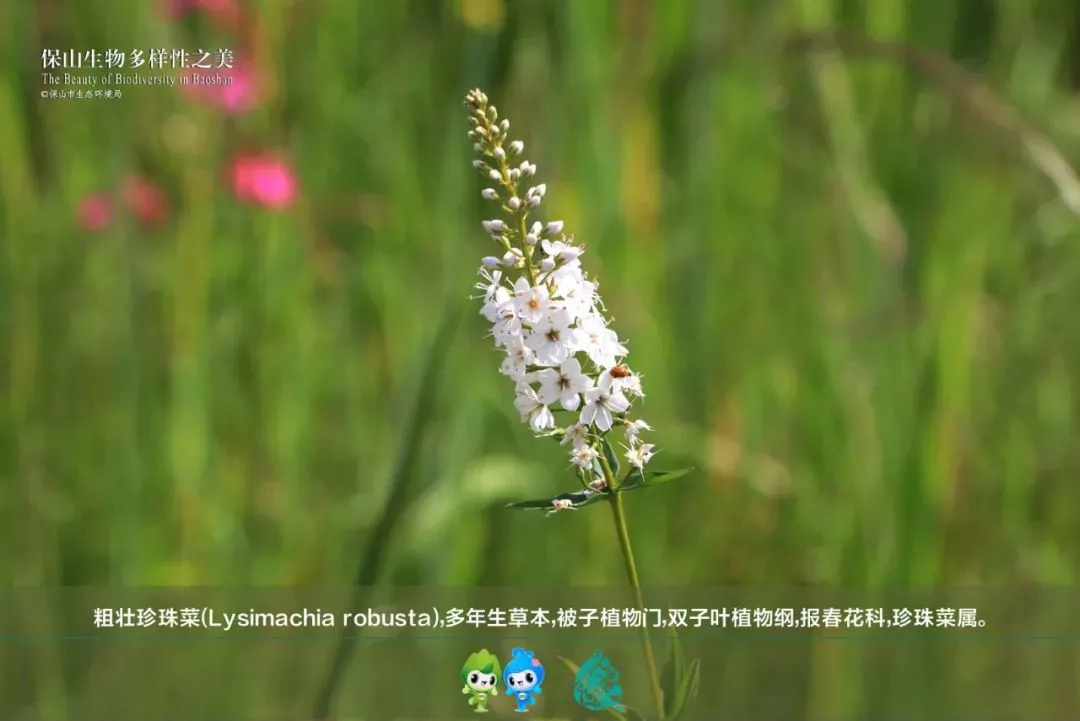 惊艳!生物多样的保山,美到你无法想象