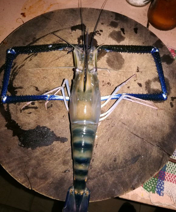 沼泽虾价格暴雨过境