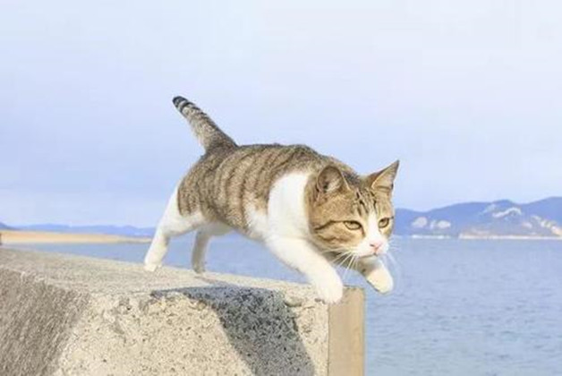 断尾猫并无不好的寓意，只是平衡能力受到影响，其他与正常猫无异