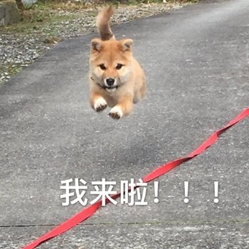 柴犬表情包合集