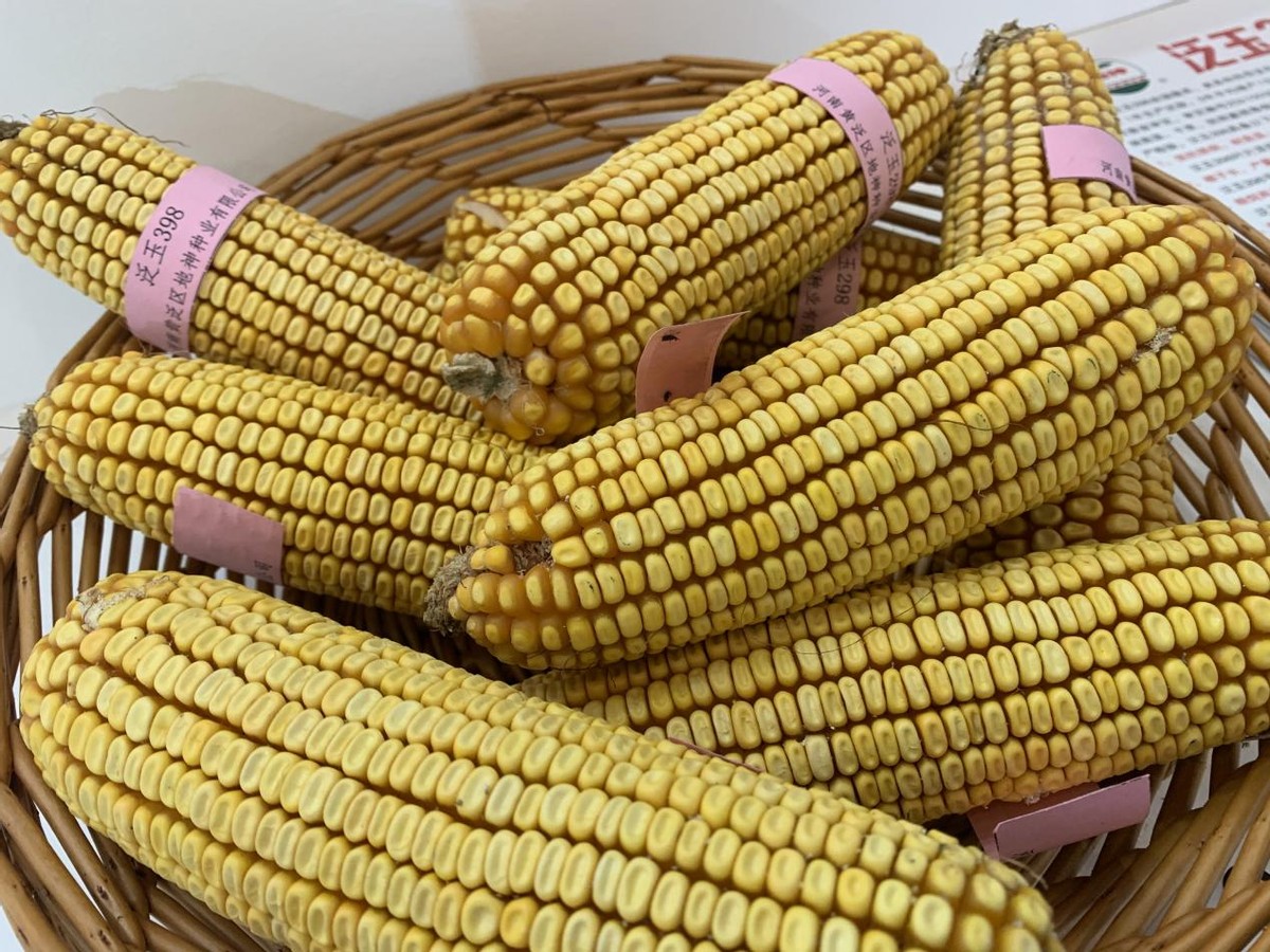 河南展团：用“芯”筑牢粮食安全“防护墙”