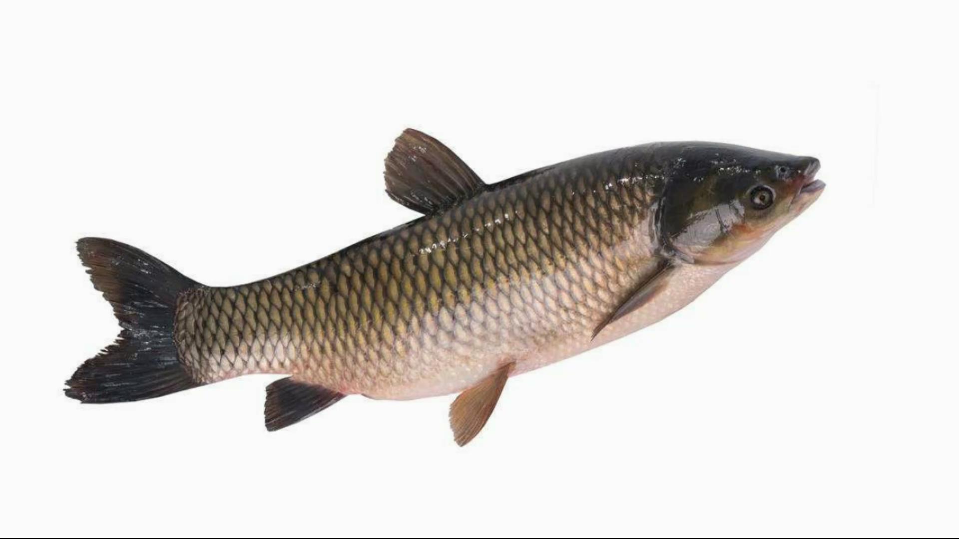 草鱼鱼腥线怎么去除