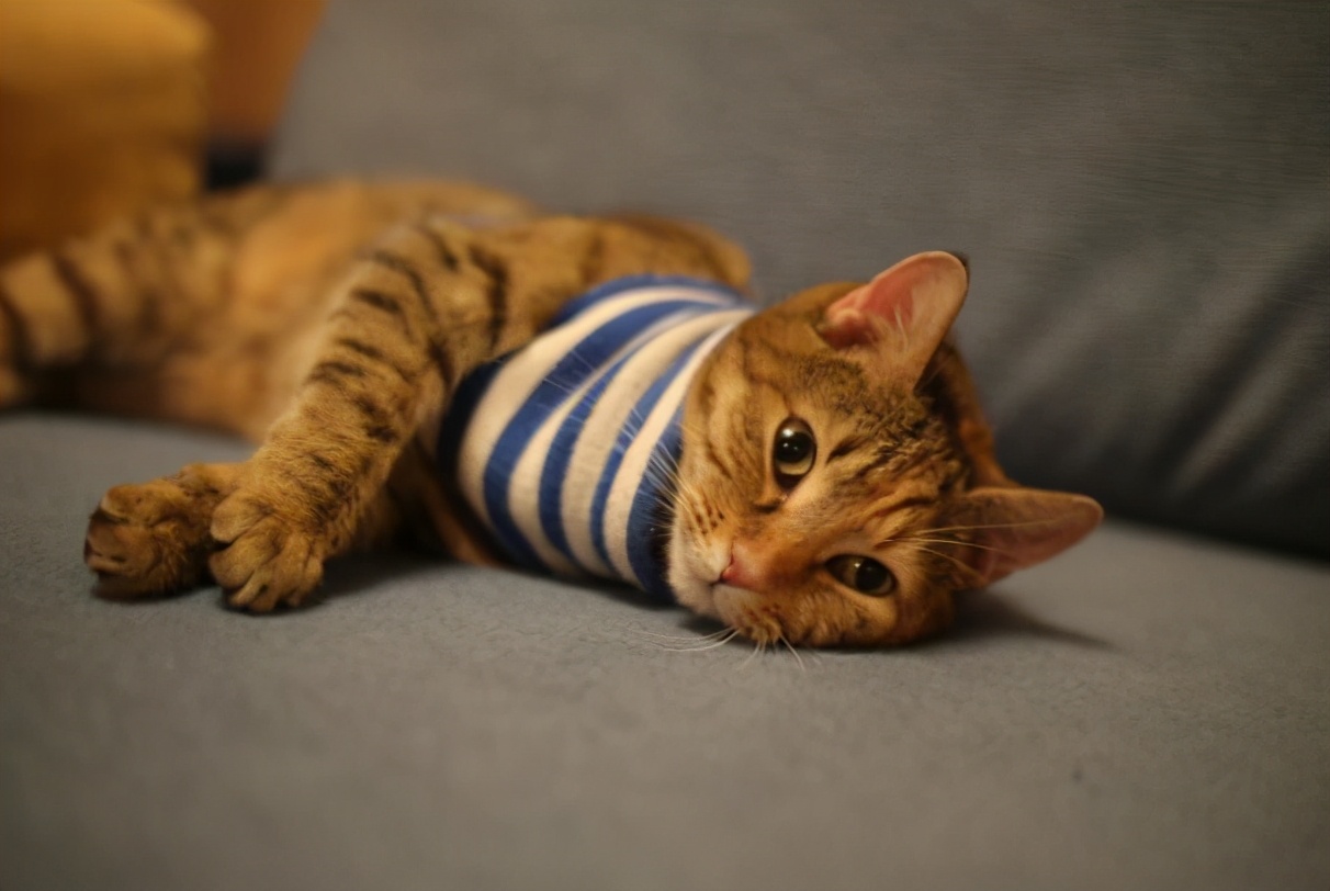 如果猫咪不做绝育的话，7年后会有什么变化？