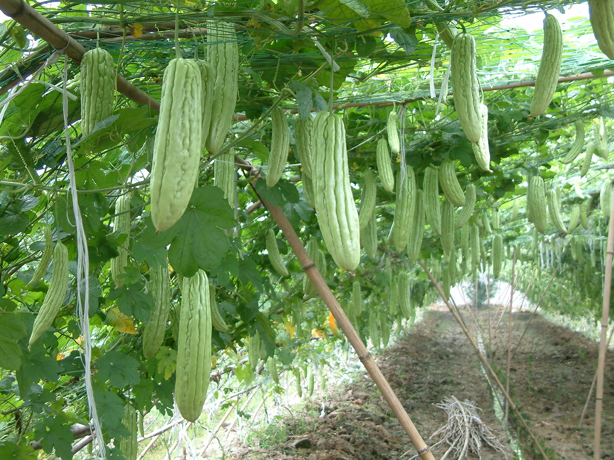 苦瓜种植方法与时间（手把手教你培育好苦瓜）