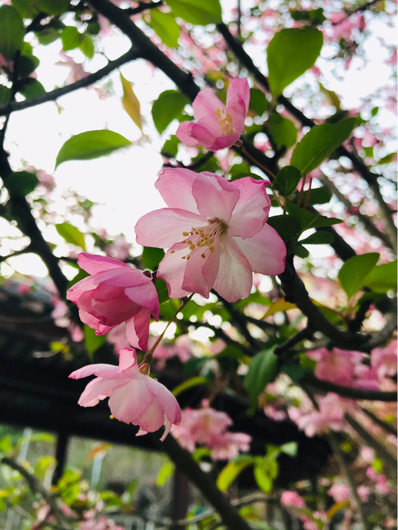 常见的海棠，开花后像“美人”，颜值一个比一个高