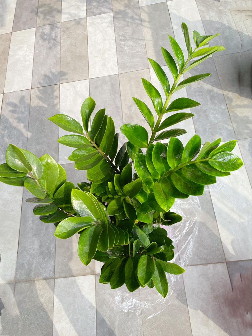 30种观叶植物,能观赏也净化空气,总有一种你养过