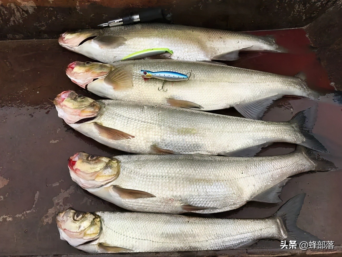 鳡魚多少錢一斤,鳡魚多少錢一斤2021