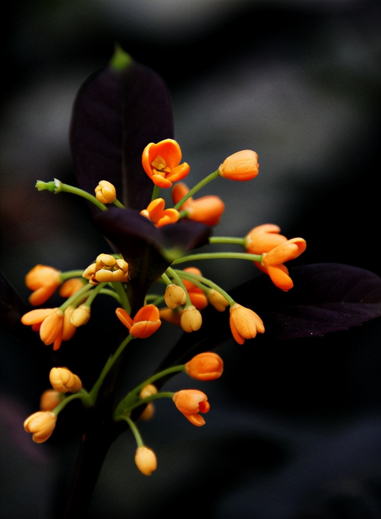 桂花 诗词(浓香满衣袂 不觉桂花开，十五首桂花的诗词，桂花香，秋意浓)