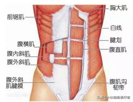 怎么样练出马甲线人鱼线  马甲线和人鱼线的区别图示 