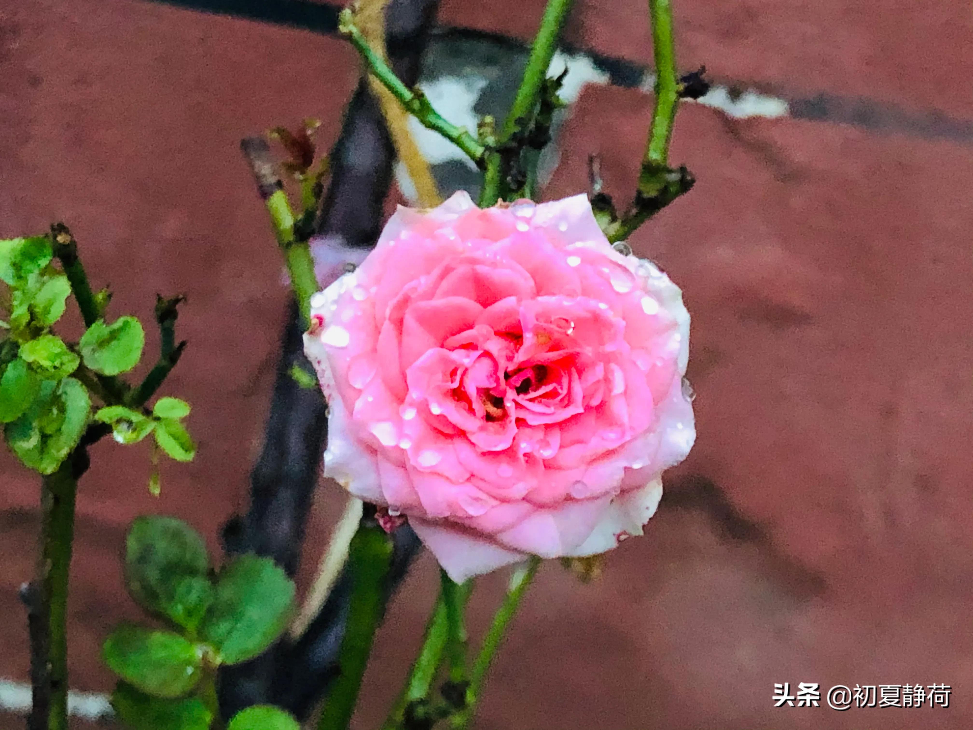 秋雨轻落，伞下温柔藏匿着无声深情，一撑一收间，是岁月最静美的守候。